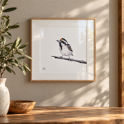 Framed Acacia Pied Barbet fine art print by Matthew Bell, featuring a detailed South African bird pencil drawing in a natural wood box frame