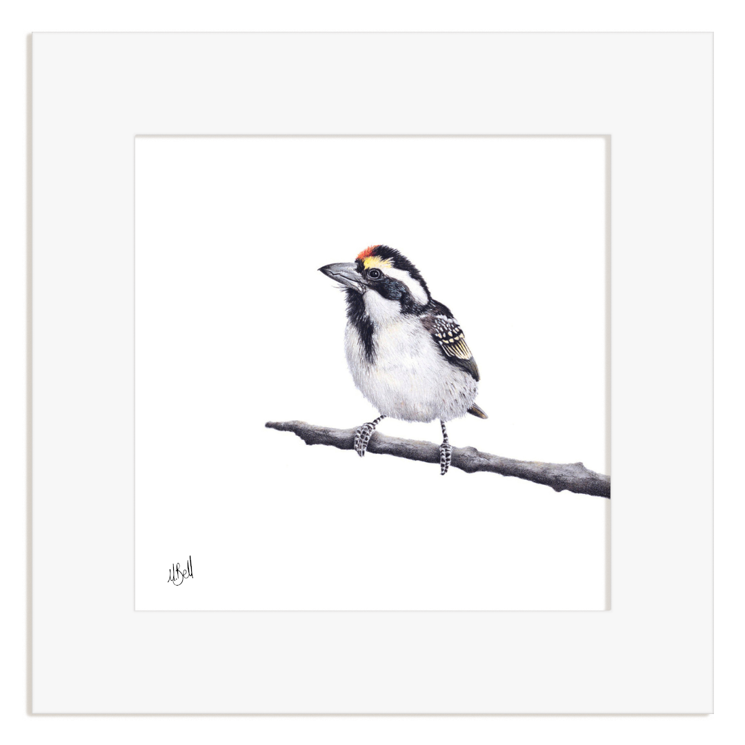 Framed artwork of a bird perched on a branch with a white background