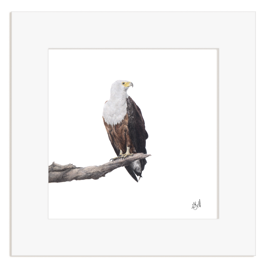 Mounted artwork of an African Fish Eagle perched on a branch with a white background
