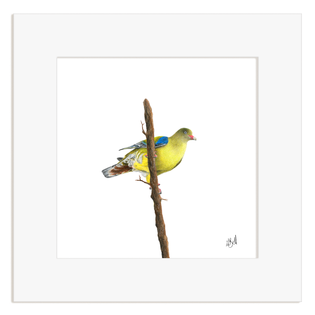 African Green Pigeon bird perched on a branch with a white border