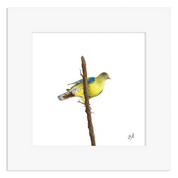 African Green Pigeon bird perched on a branch with a white border