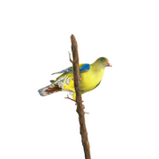 African Green Pigeon bird perched on a branch with a white background