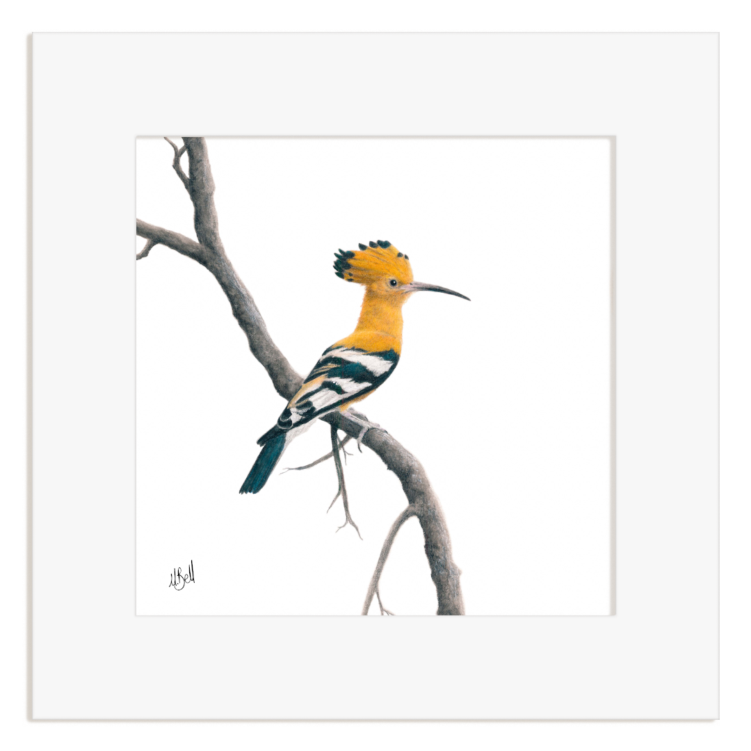 Framed artwork of an African Hoopoe perched on a branch