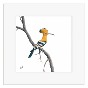 Framed artwork of an African Hoopoe perched on a branch