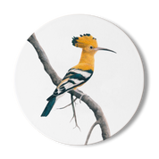 White wooden coaster with a drawing of an African Hoopoe sitting on a branch