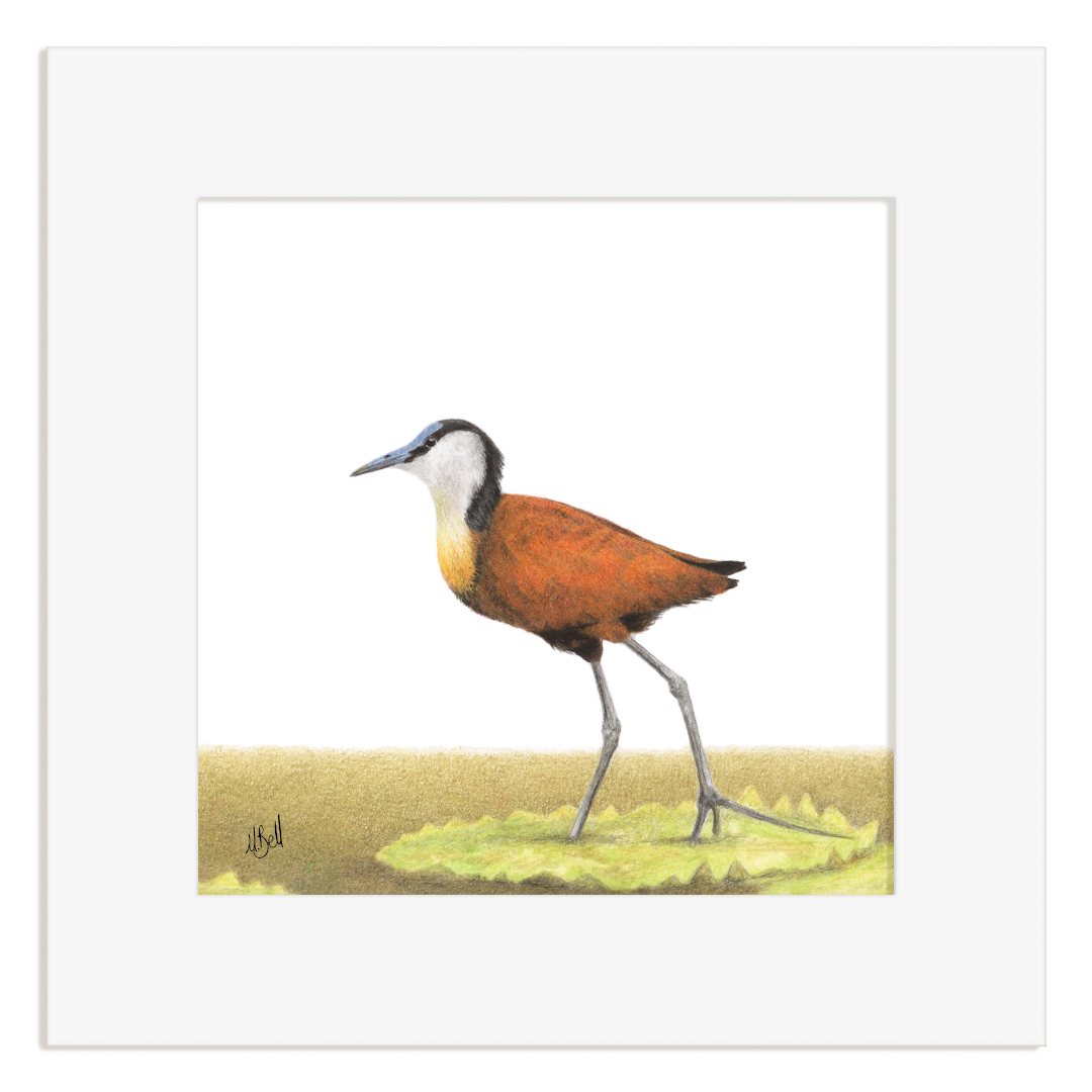 Mounted artwork of a bird on a white background