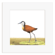 Mounted artwork of a bird on a white background