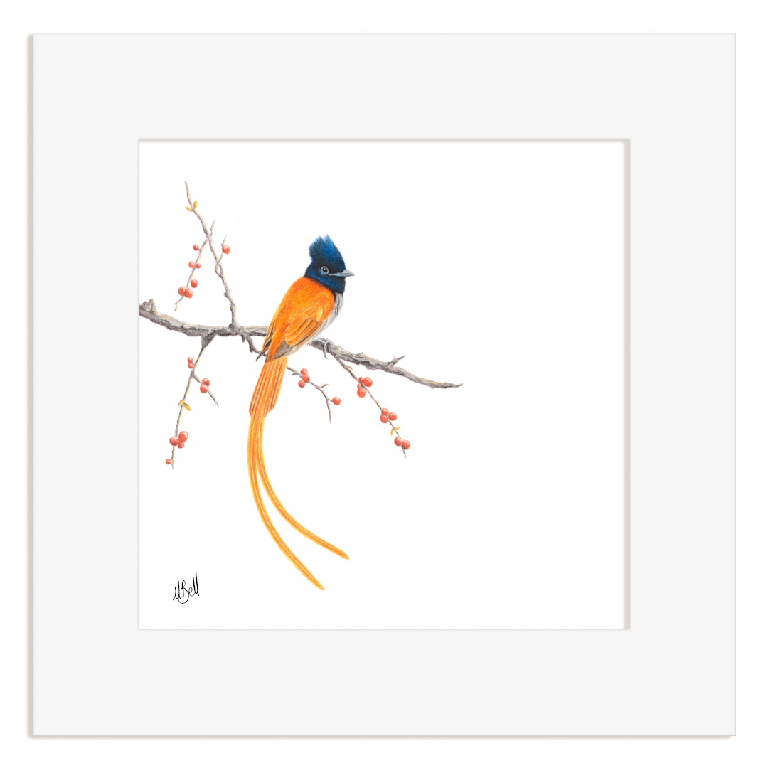 Mounted artwork of an African Paradise Flycatcher on a branch with berries