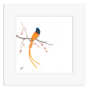 Mounted artwork of an African Paradise Flycatcher on a branch with berries