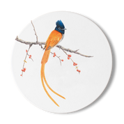 South African bird drawing of an African Paradise Flycatcher on a white wooden coaster