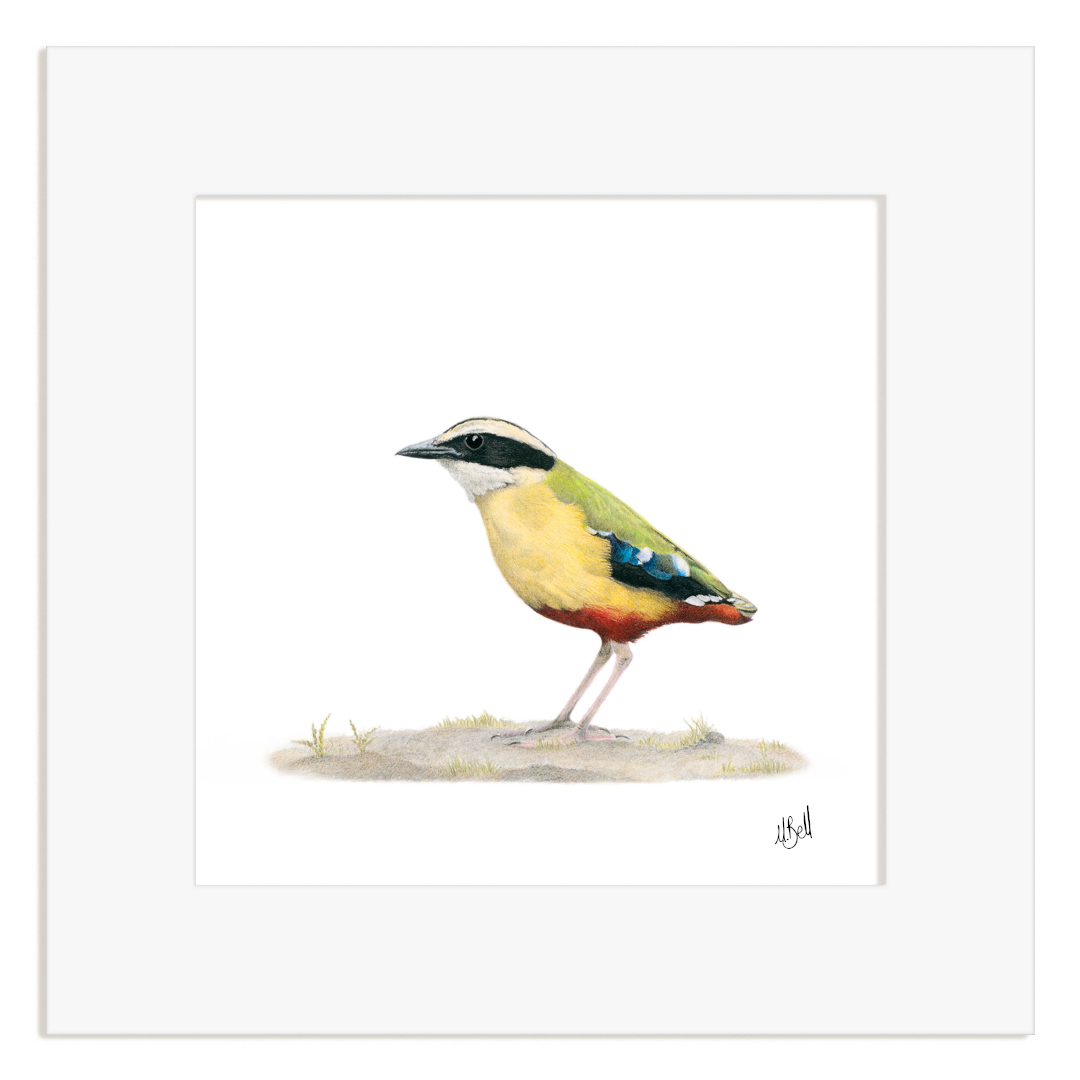 Colorful bird illustration on a white background of an African Pitta