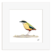 Colorful bird illustration on a white background of an African Pitta