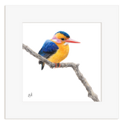 Colorful bird perched on a branch with a white background