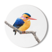 White wooden coaster with an artwork of an African Pygmy Kingfisher by Matthew Bell