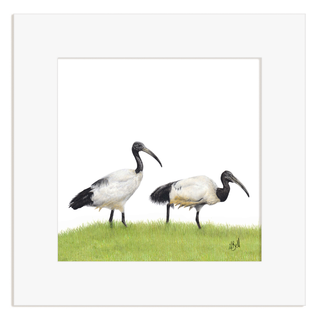 Two African Sacred Ibis on a grassy field with a white border