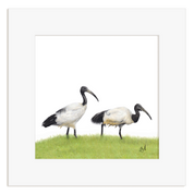 Two African Sacred Ibis on a grassy field with a white border