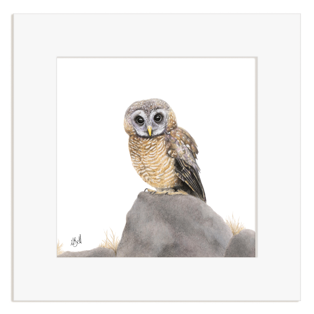 Framed artwork of an African Wood Owl perched on a rock with a white mount board