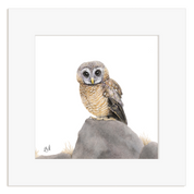Framed artwork of an African Wood Owl perched on a rock with a white mount board