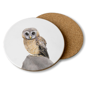 African Wood Owl drawing on a white wooden coaster by wildlife artist Matthew Bell