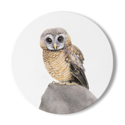 African Wood Owl drawing on a white wooden coaster by wildlife artist Matthew Bell