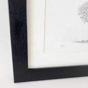 Framed artwork print of an African Baobab Tree pencil drawing by wildlife artist Matthew Bell