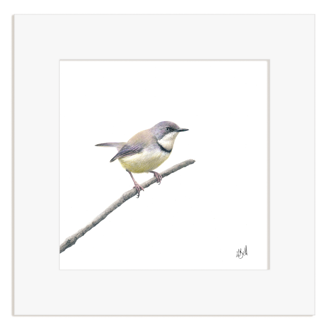 Framed artwork of a Bar Throated Apalis perched on a branch with a white background