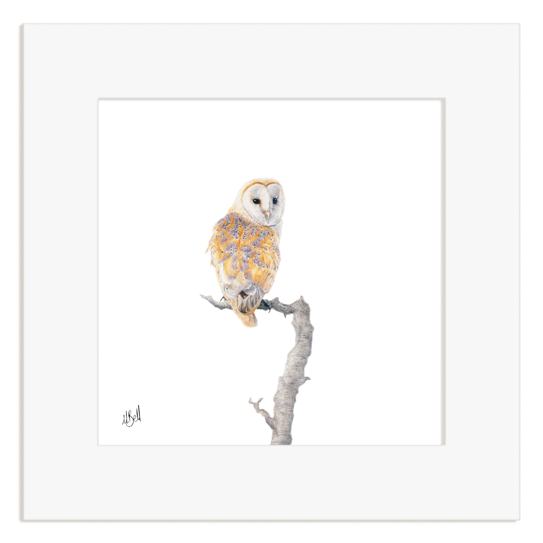 Framed artwork of a barn owl perched on a branch with a white background