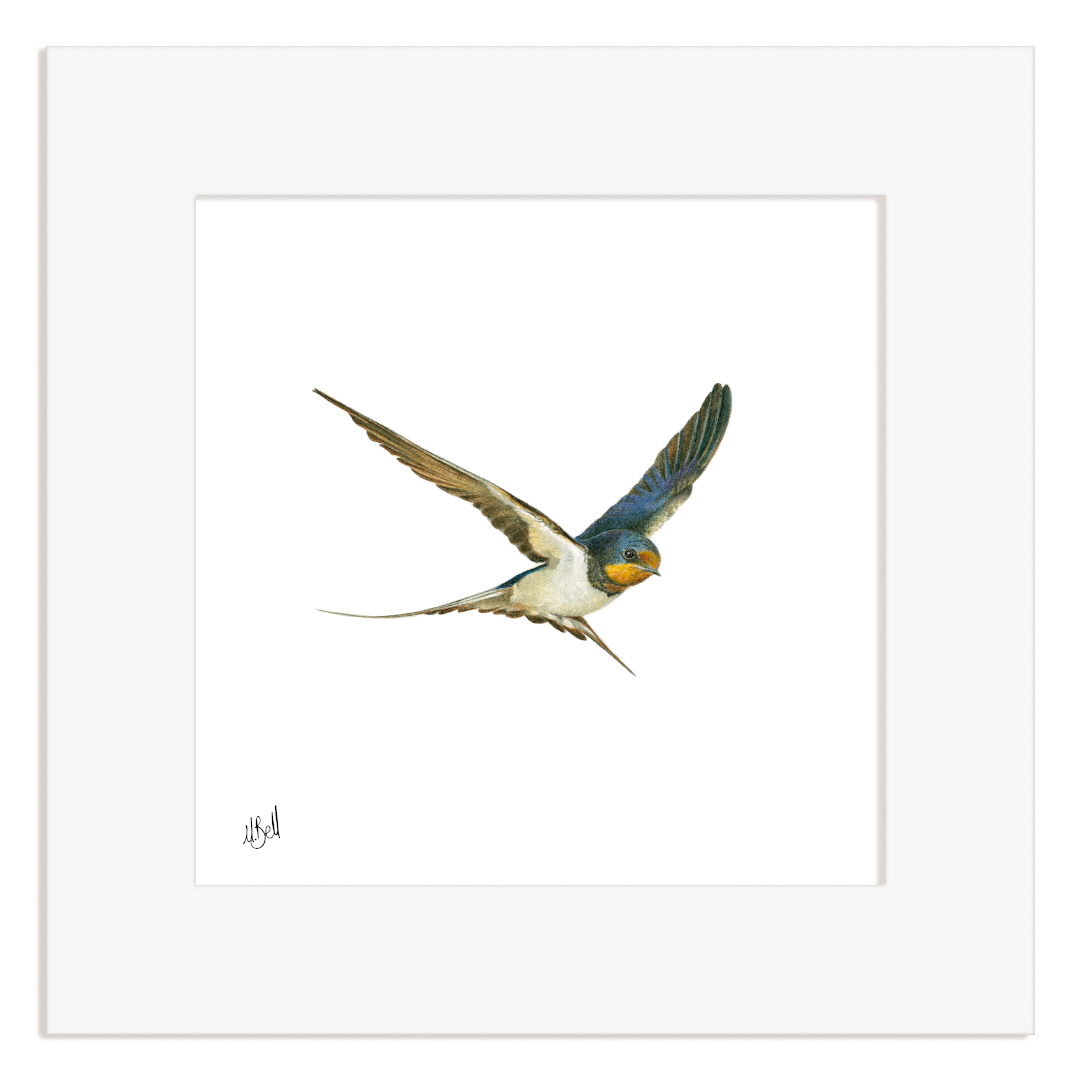 Framed artwork of a swallow bird in flight on a white background