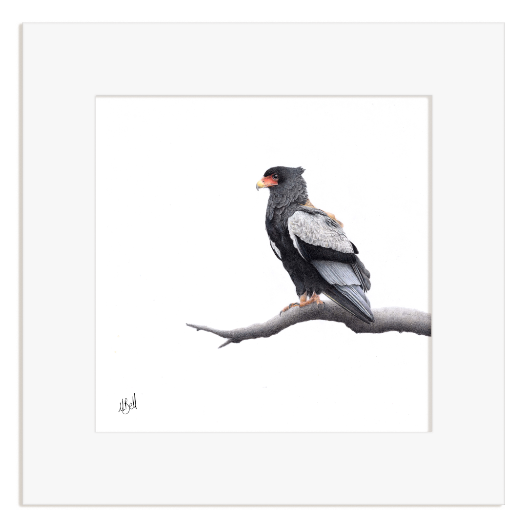 Framed artwork of a Bateleur Eagle perched on a branch with a white background