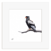 Framed artwork of a Bateleur Eagle perched on a branch with a white background