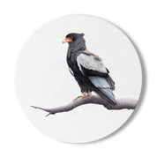 Wooden coaster with an artwork of a bateleur on it