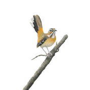Pencil art drawing of the South African bird - Bearded Scrub Robin