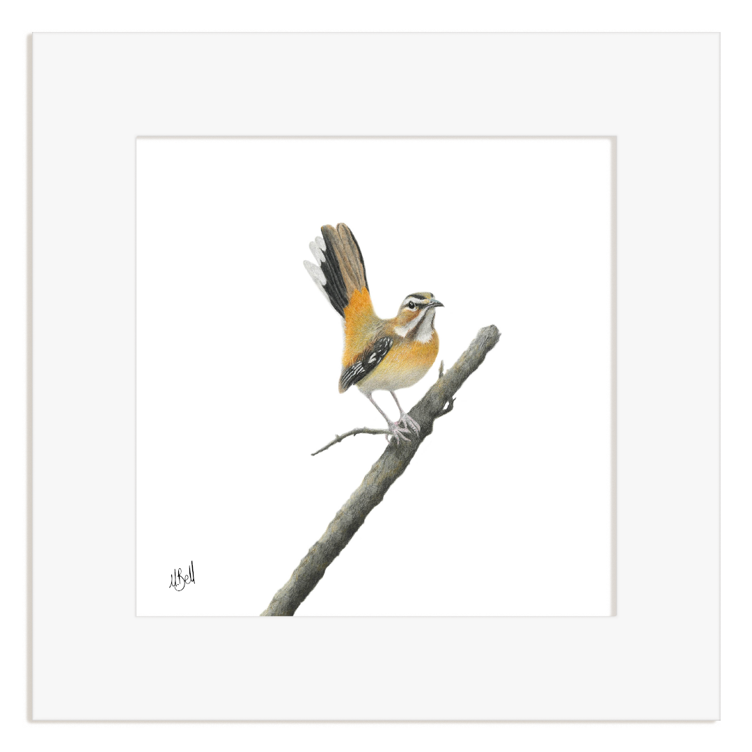 Bird perched on a branch with a white frame