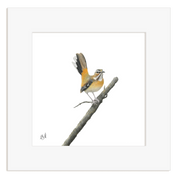 Bird perched on a branch with a white frame