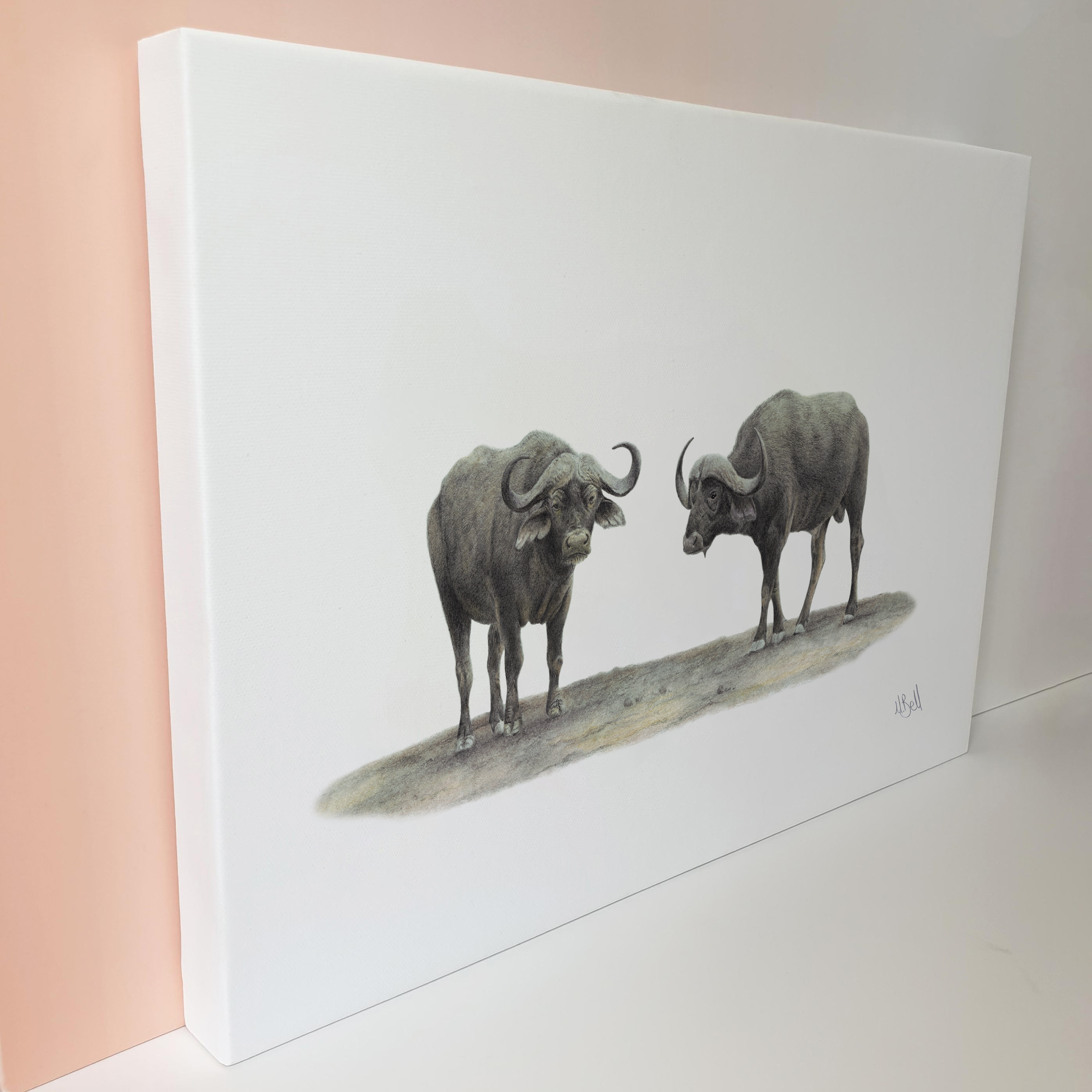 Buffalo pencil artwork on canvas print by wildlife artist Matthew Bell