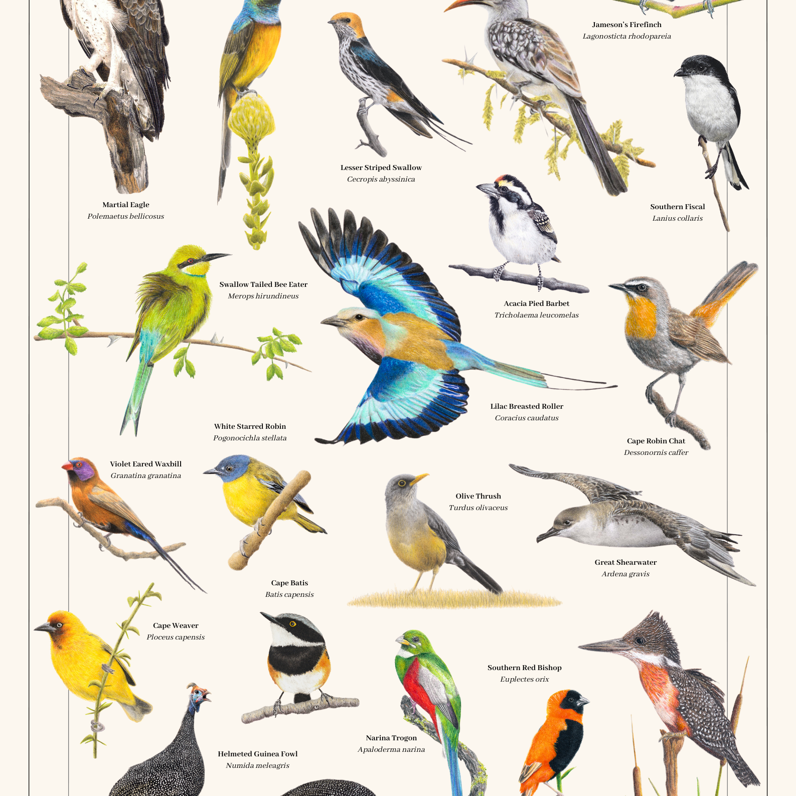 Birds of South Africa Volume 1 poster by wildlife artist Matthew Bell, featuring a collection of detailed hand-drawn South African birds. Available in A0, A1, A2 and A3 sizes, with optional framing.