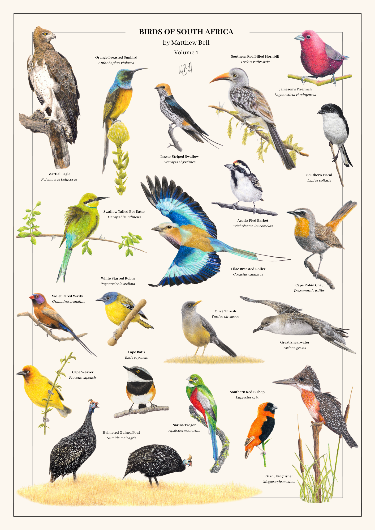 Birds of South Africa Volume 1 poster by wildlife artist Matthew Bell, featuring a collection of detailed hand-drawn South African birds. Available in A0, A1, A2 and A3 sizes, with optional framing.