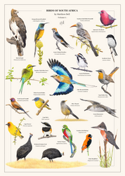 Birds of South Africa Volume 1 poster by wildlife artist Matthew Bell, featuring a collection of detailed hand-drawn South African birds. Available in A0, A1, A2 and A3 sizes, with optional framing.