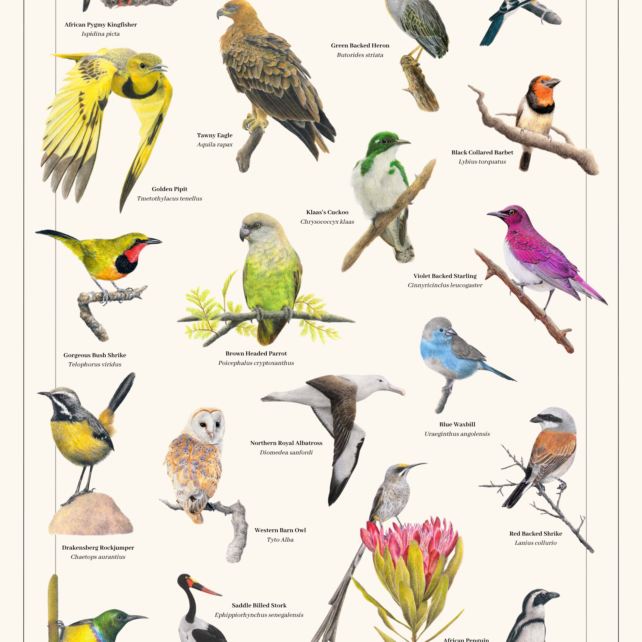 A vintage-style bird illustration poster titled 'Birds of South Africa' by Matthew Bell, Volume 2, featuring multiple colorful bird species and a protea flower arranged on a cream background with small caption labels.