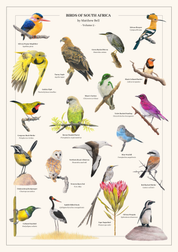 A vintage-style bird illustration poster titled 'Birds of South Africa' by Matthew Bell, Volume 2, featuring multiple colorful bird species and a protea flower arranged on a cream background with small caption labels.