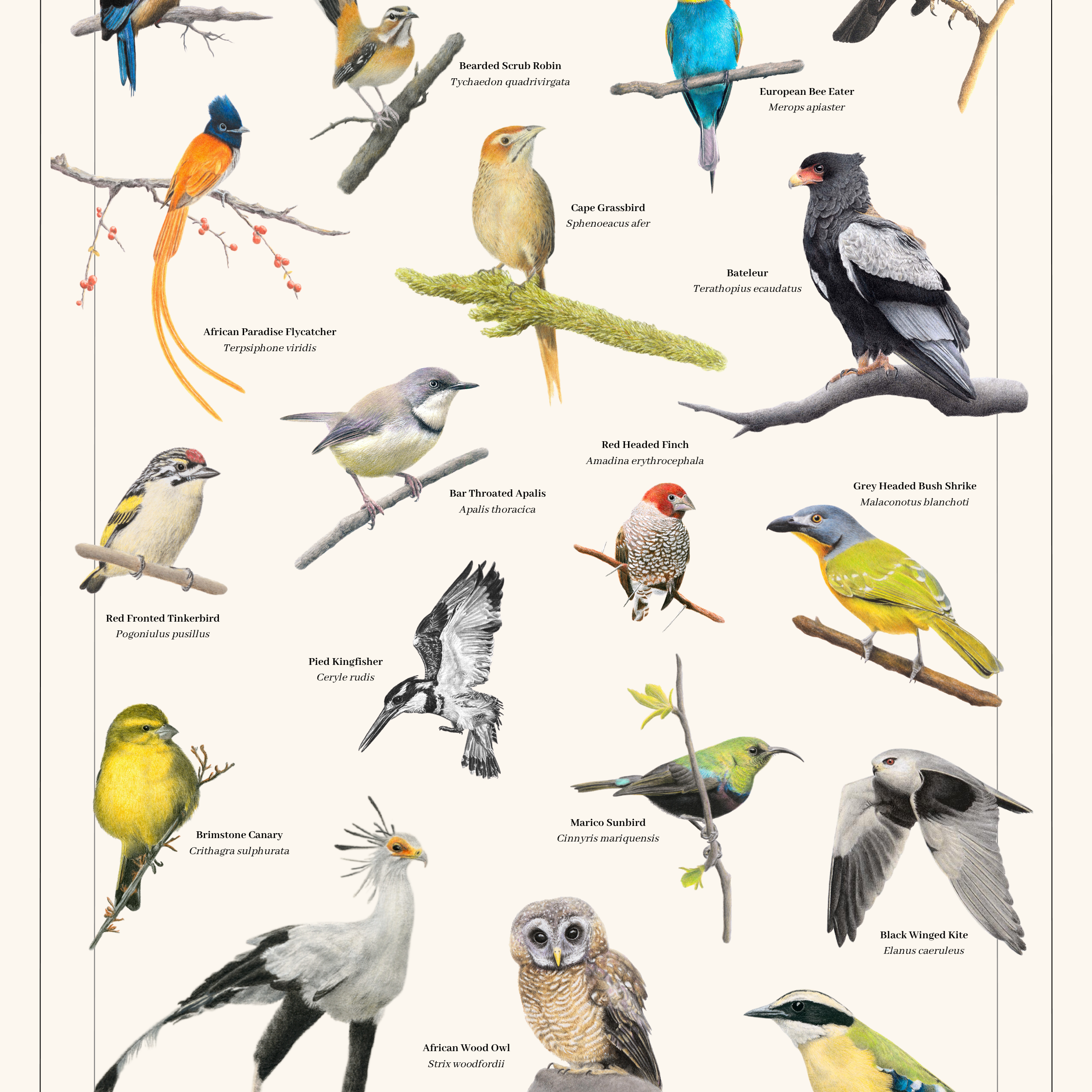 A vintage-style bird illustration poster titled 'Birds of South Africa' by Matthew Bell, Volume 3, featuring multiple colorful bird species perched on branches against a cream background with small black labels.