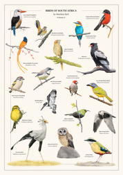 A vintage-style bird illustration poster titled 'Birds of South Africa' by Matthew Bell, Volume 3, featuring multiple colorful bird species perched on branches against a cream background with small black labels.