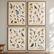 Four framed vintage-style bird illustrations by Matthew Bell arranged in a 2x2 grid on a light gray wall above a wooden surface. The prints feature many colorful birds with labels, and the frames are light wood.