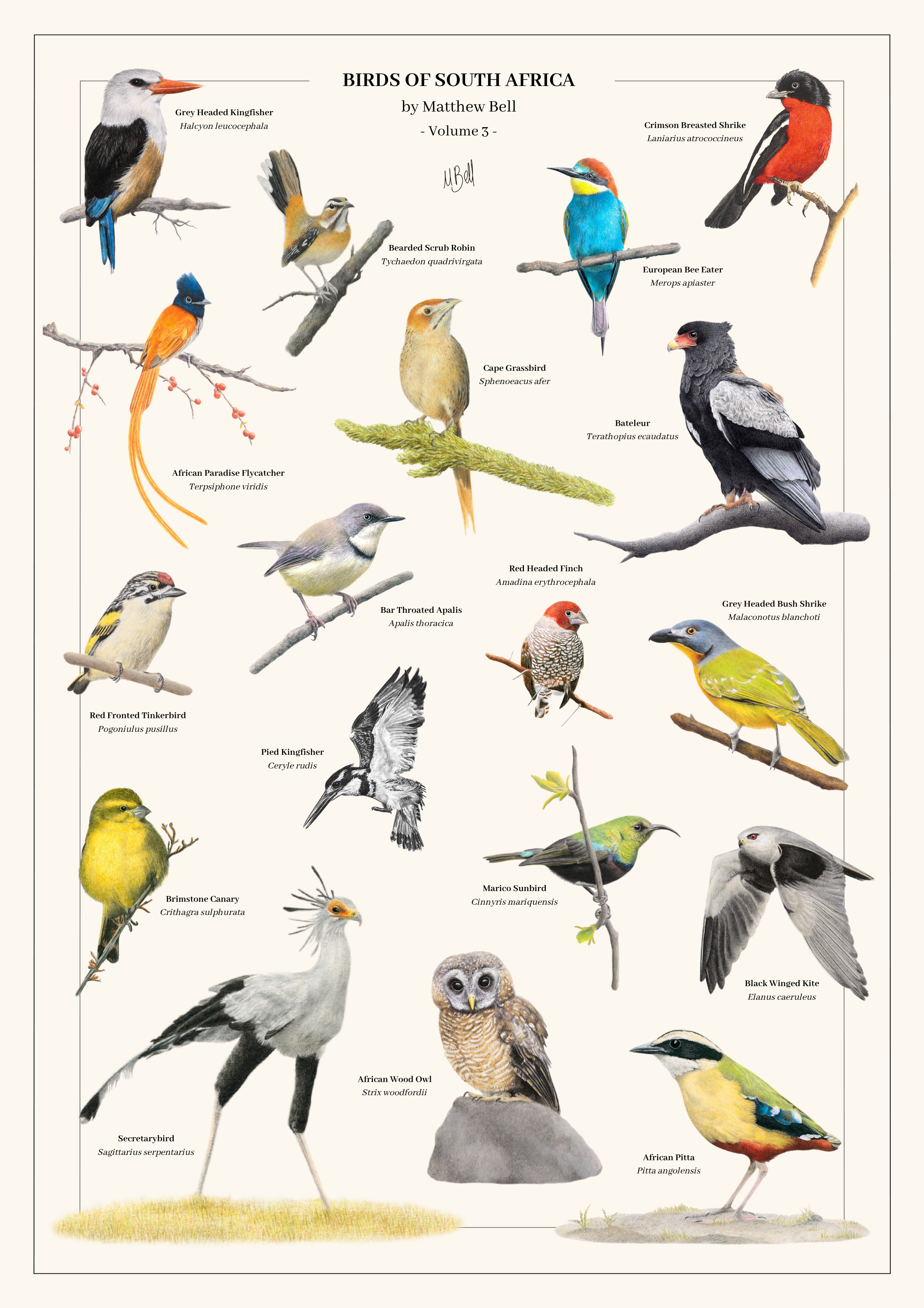 Birds of South Africa Volume 3 art poster by wildlife artist Matthew Bell, featuring detailed illustrations of 20 South African bird species with their common and scientific names, including Secretarybird, African Wood Owl, Bateleur, European Bee-eater and African Pitta.