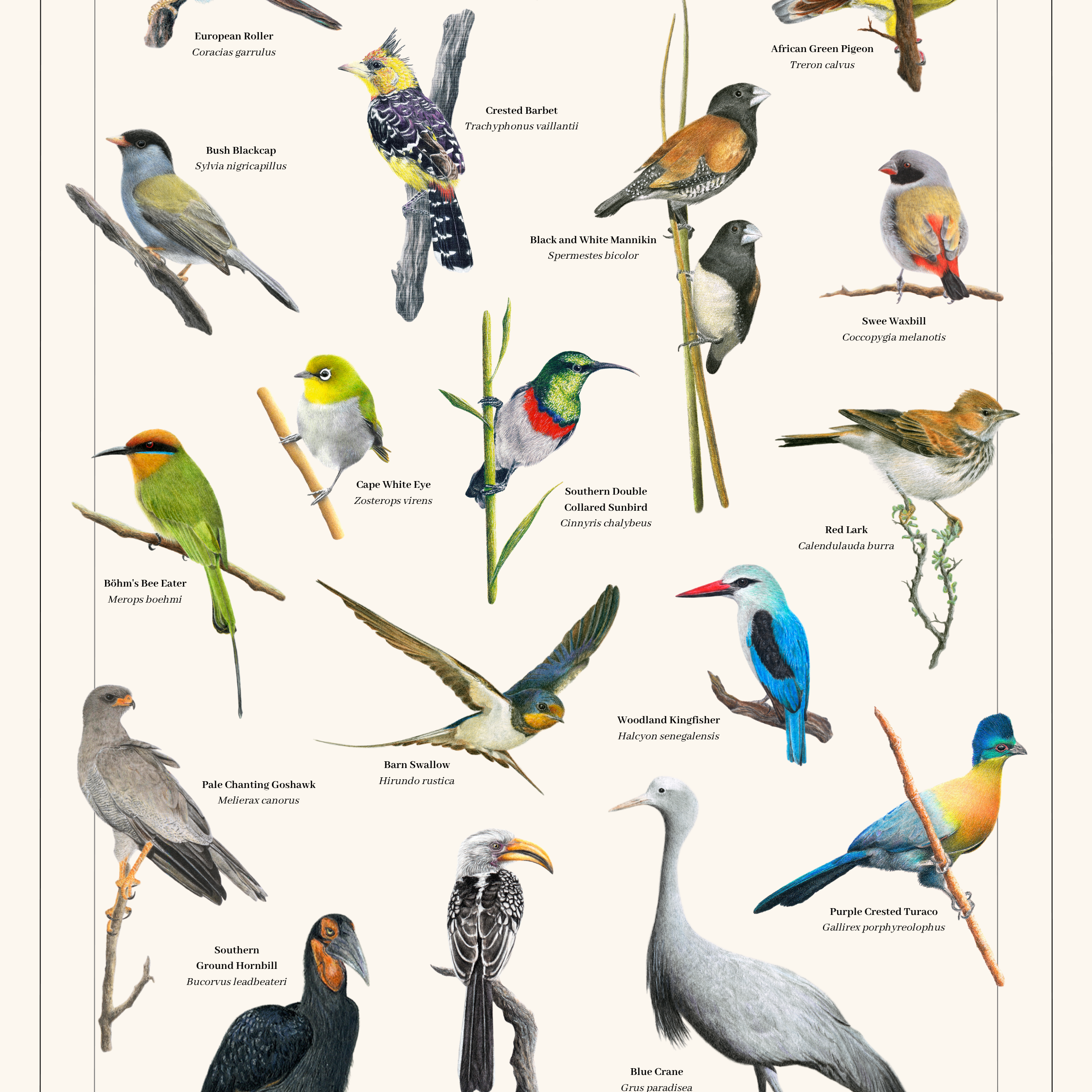 Birds of South Africa Volume 4 art poster by wildlife artist Matthew Bell, featuring detailed illustrations of 20 bird species with their common and scientific names, including Blue Crane, Southern Ground Hornbill, European Roller, Purple-crested Turaco and Cape White-eye.