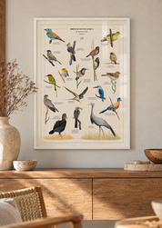 A framed bird poster featuring detailed illustrations of various birds from South Africa by wildlife artist Matthew Bell, displayed on a beige wall above a wooden console table in a styled interior setting.