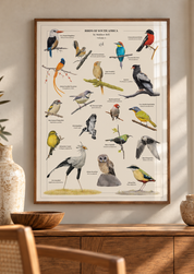 A framed bird poster titled 'Birds of Southern Africa' hanging on a beige wall above a wooden console table. The poster features multiple colorful illustrated birds with labels, and the scene is styled with a ceramic vase, wooden bowl, and chair in a warm interior setting.