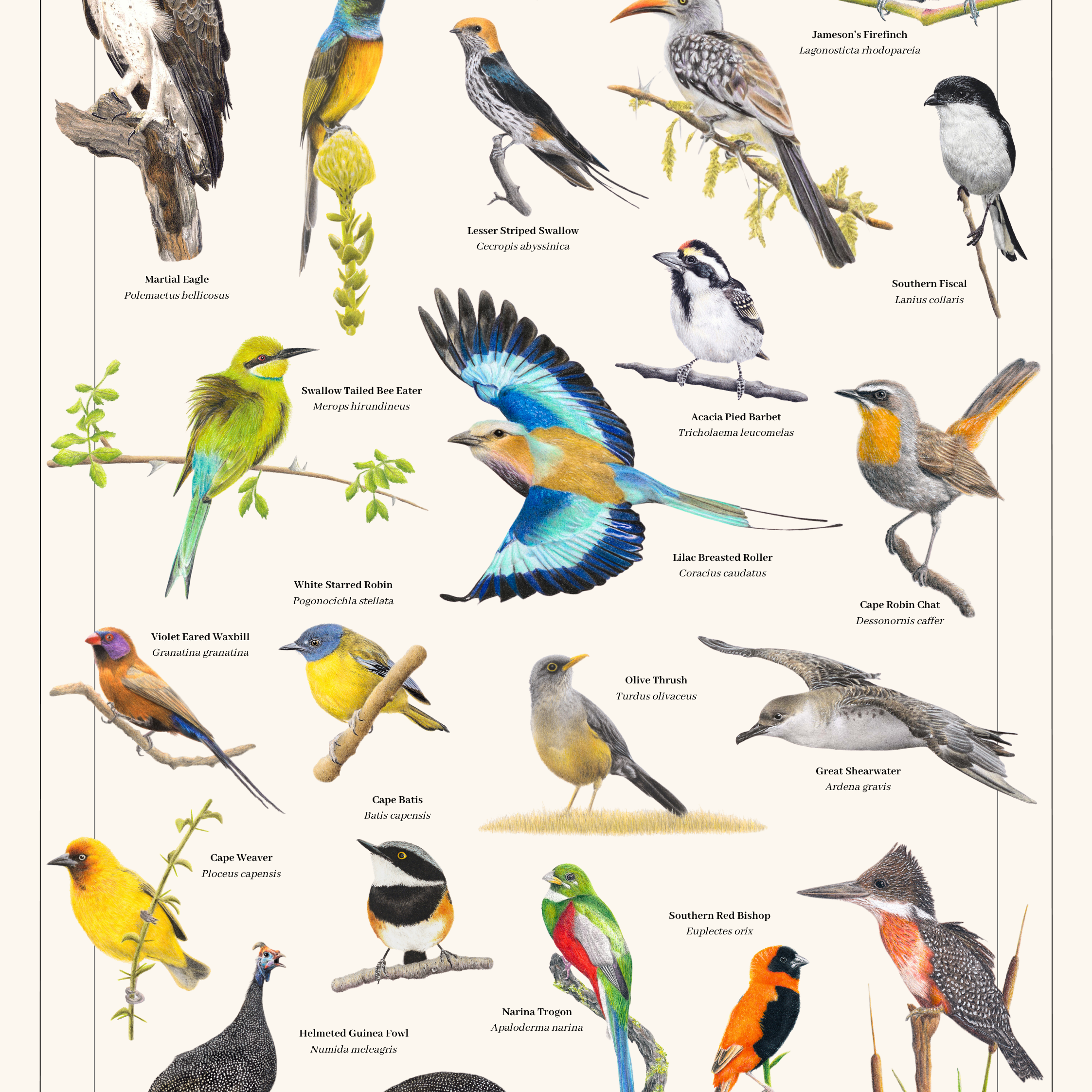 Birds of South Africa Volume 1 art poster by wildlife artist Matthew Bell, featuring detailed illustrations of 20 South African bird species with their common and scientific names, including Martial Eagle, Lilac-breasted Roller, Narina Trogon and Helmeted Guineafowl