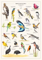 Birds of South Africa Volume 1 art poster by wildlife artist Matthew Bell, featuring detailed illustrations of 20 South African bird species with their common and scientific names, including Martial Eagle, Lilac-breasted Roller, Narina Trogon and Helmeted Guineafowl