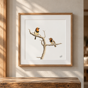 Framed Black-collared Barbet fine art print by Matthew Bell, featuring two South African birds perched on a branch in a natural wood box frame.
